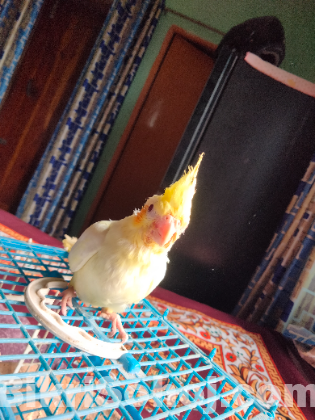 লুটিনো ককাটেল  বেবি